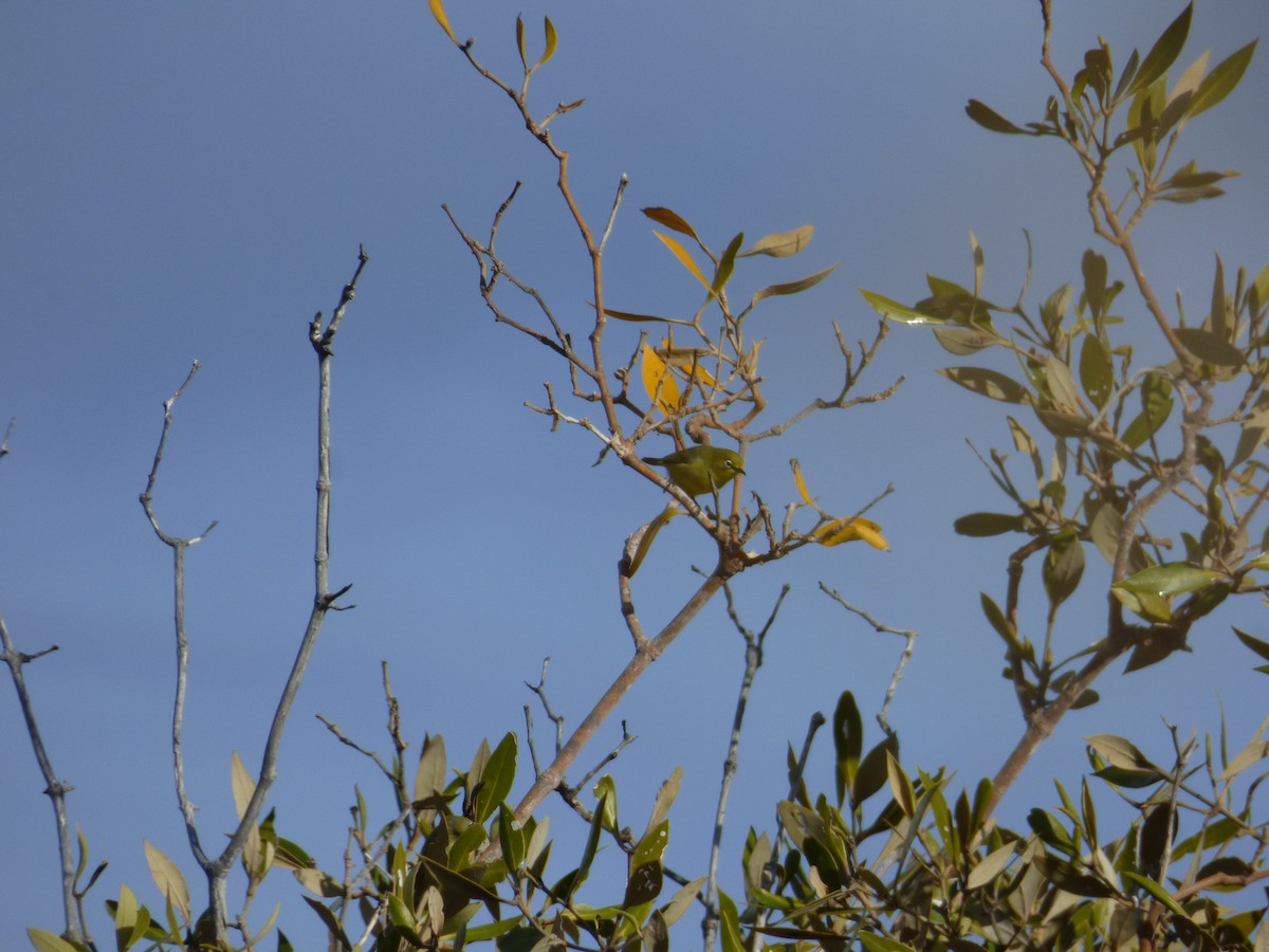 Mangrovebrillenvogel - ML613981578