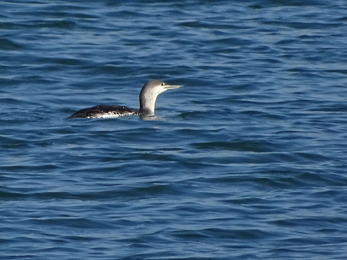 Red-throated Loon - ML613982213