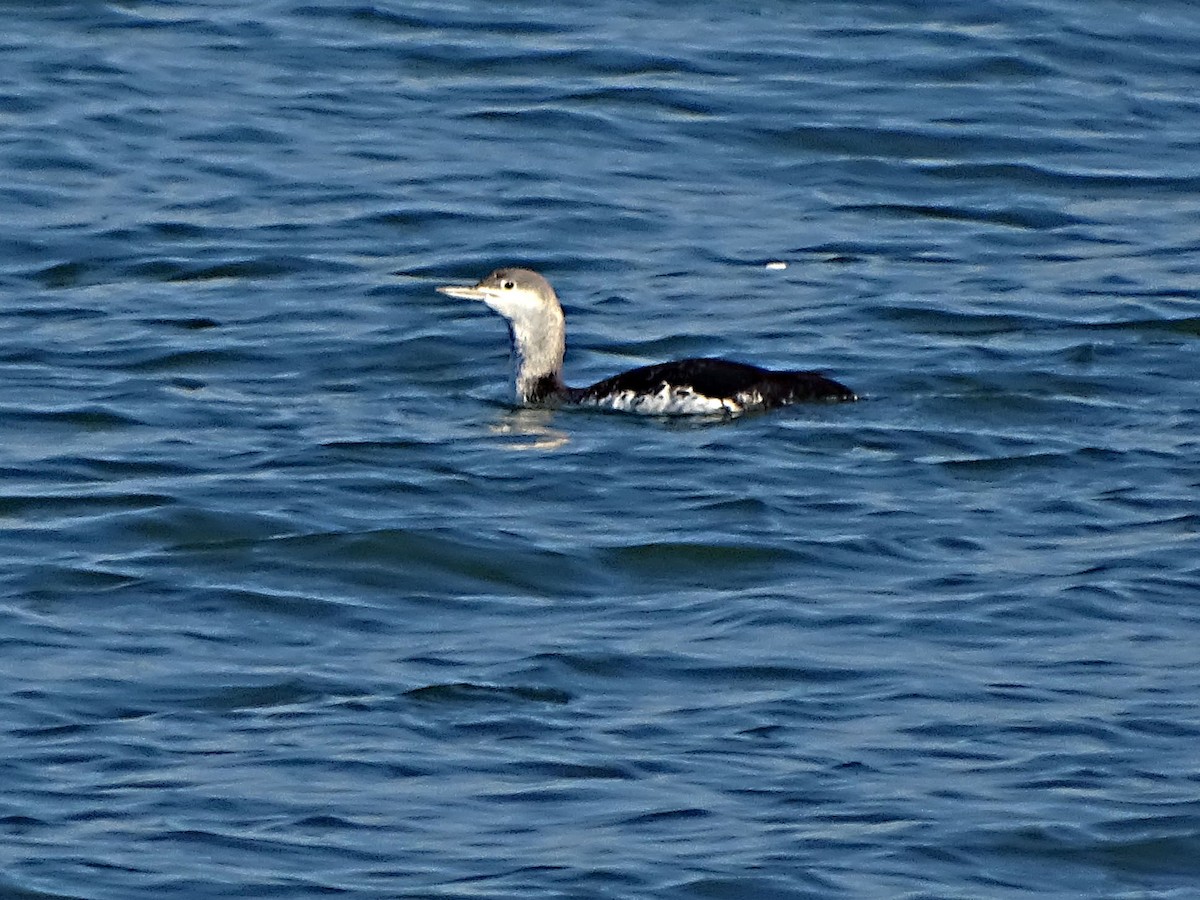 Red-throated Loon - ML613982217