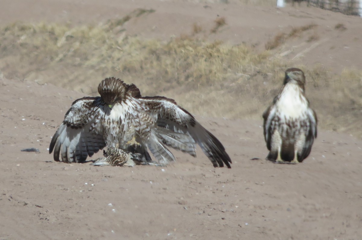 EBird Checklist 25 Jan 2024 Wallace Road 27 Species 2 Other Taxa   1200