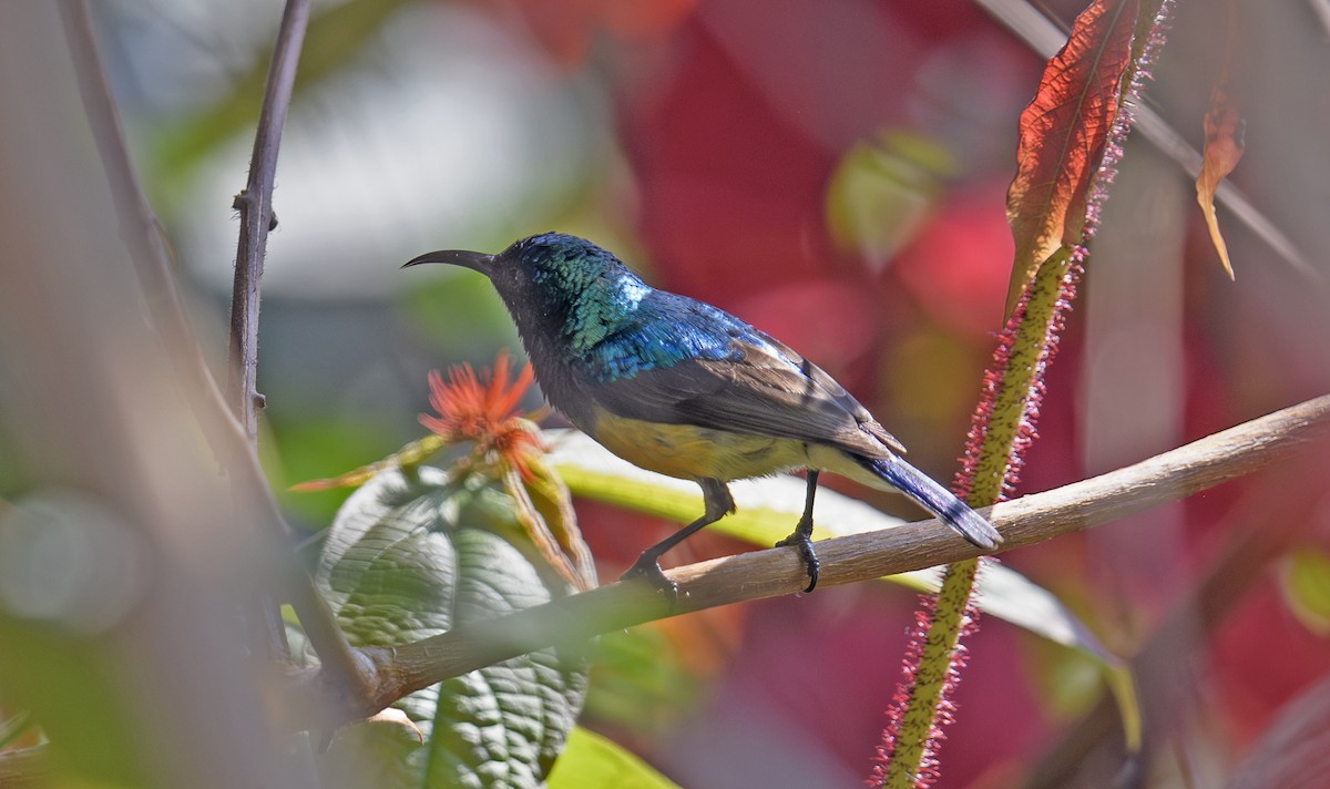 Variable Sunbird (Yellow-bellied) - Lee Ridley