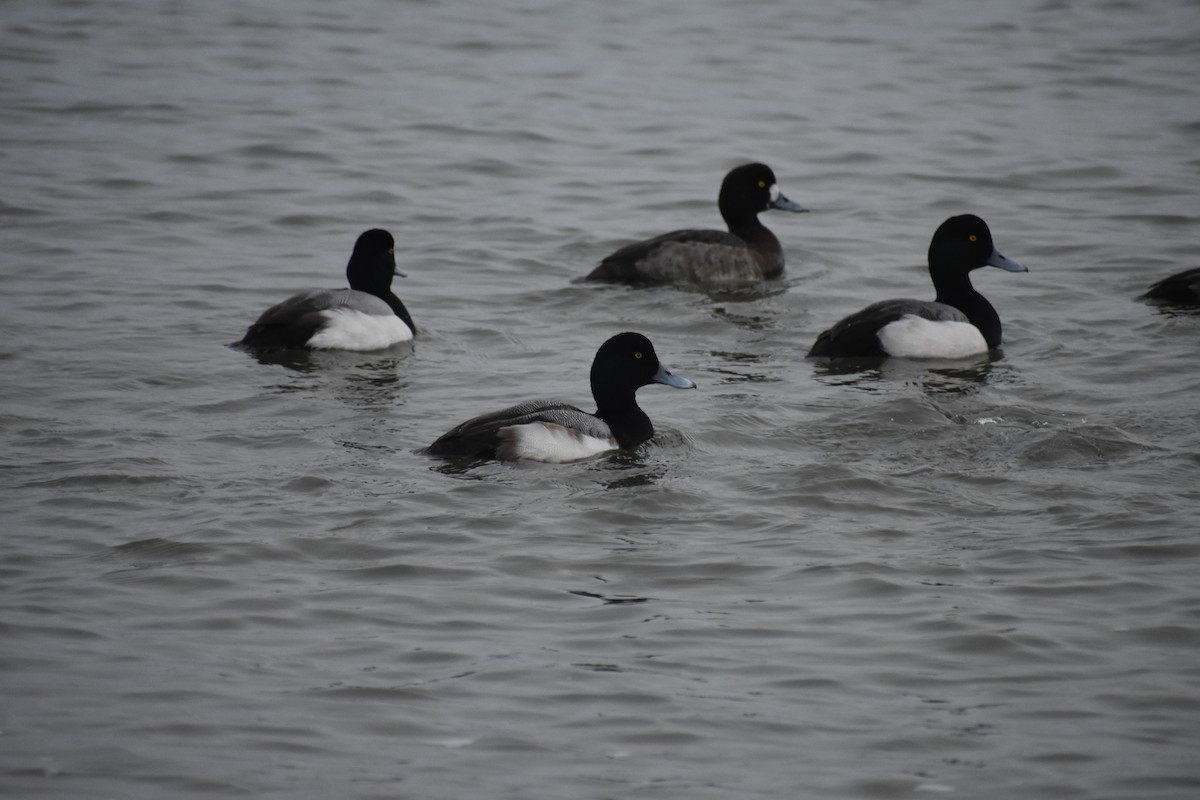 Greater Scaup - ML613982719