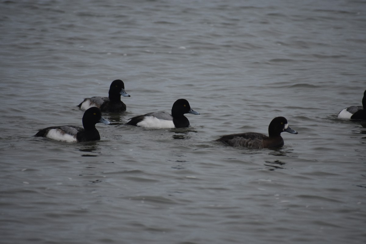 Greater Scaup - ML613982720