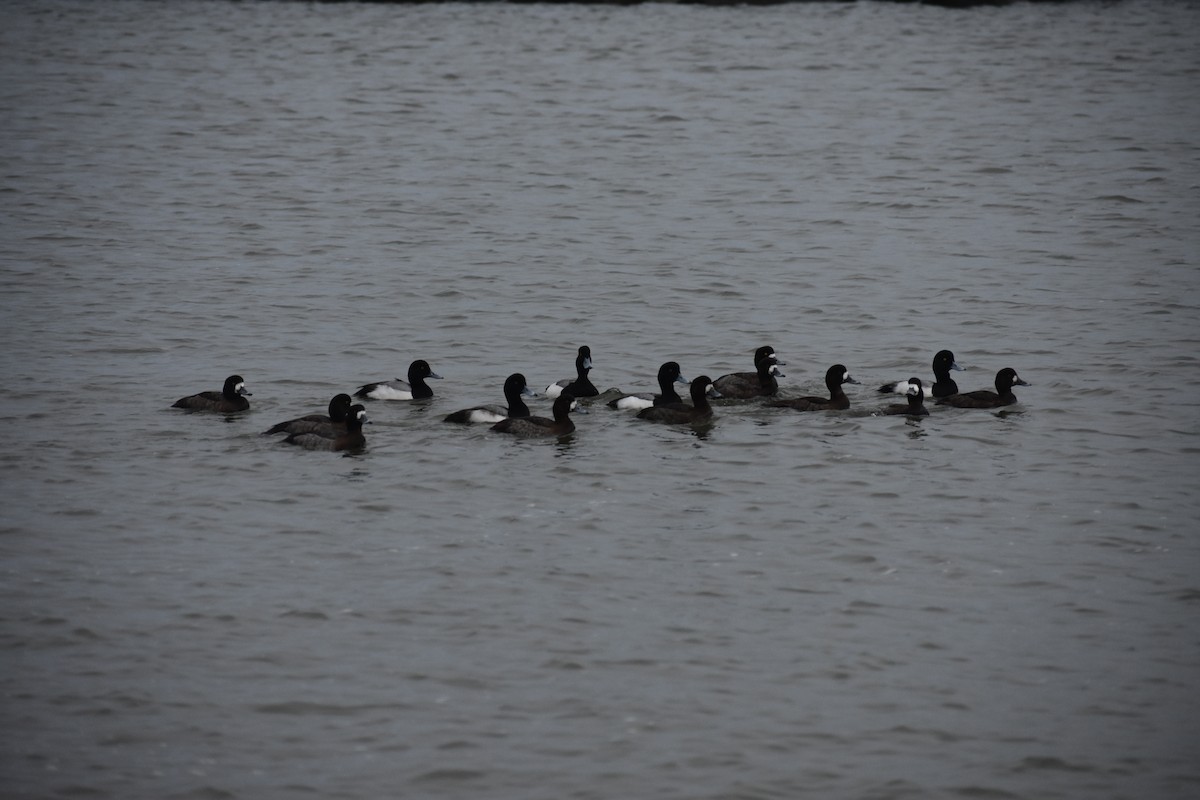 Greater Scaup - ML613982721