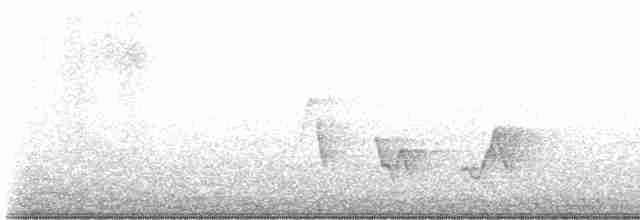 White-necked Crow - ML613982737