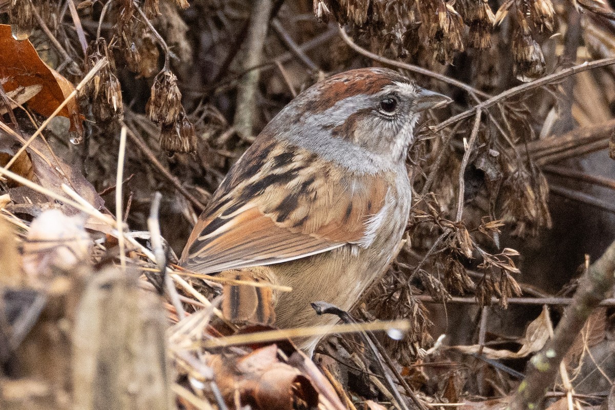 Swamp Sparrow - ML613982755