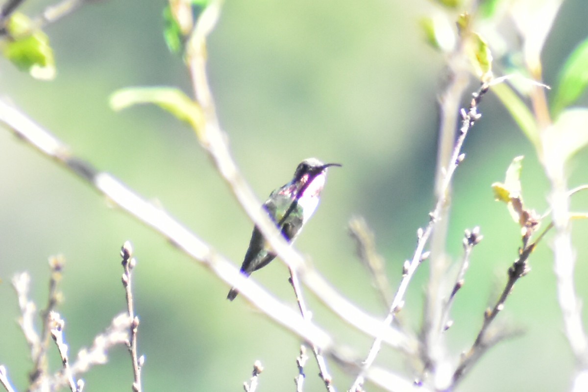 Beautiful Hummingbird - ML613982776