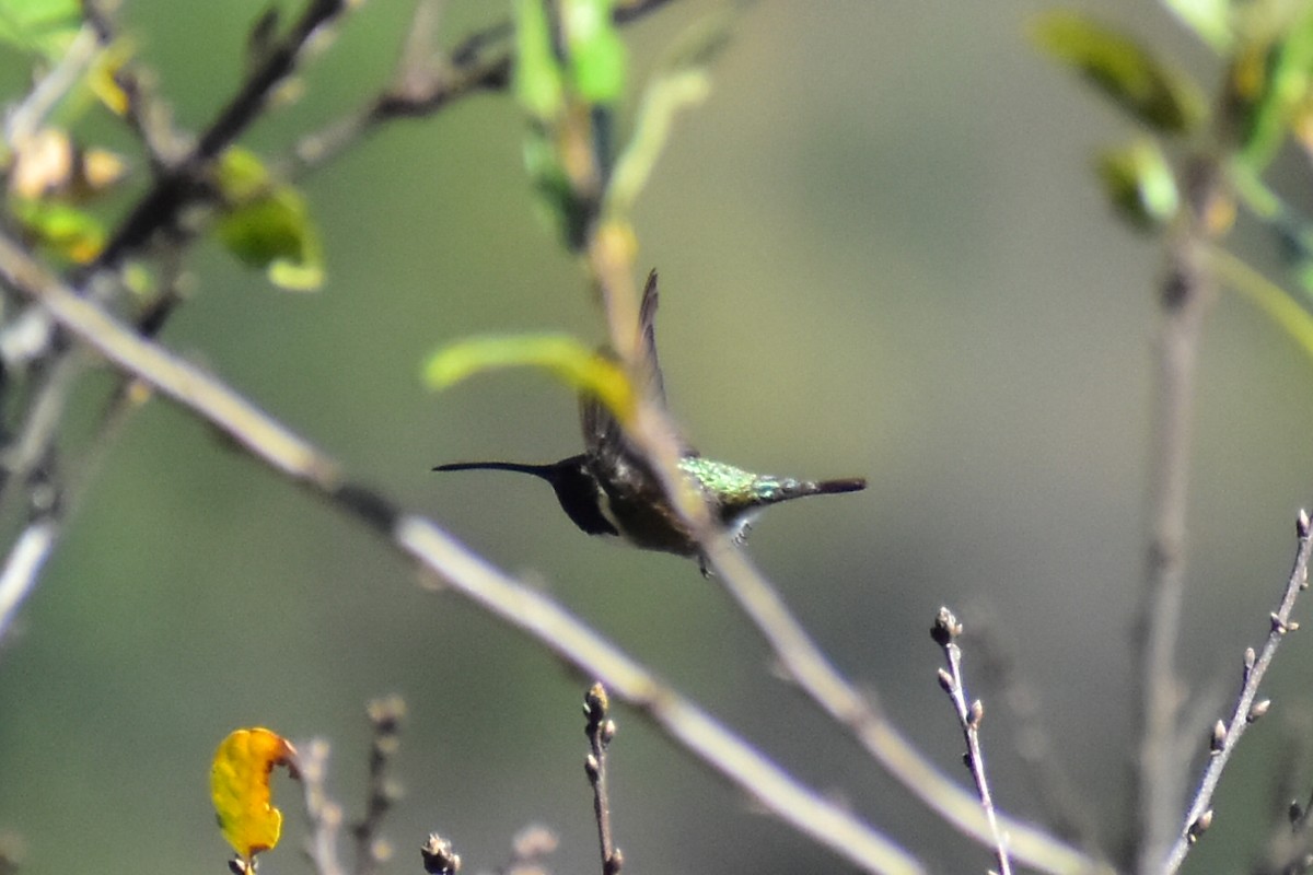 Beautiful Hummingbird - ML613982777