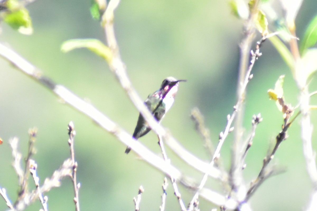 Beautiful Hummingbird - ML613982778