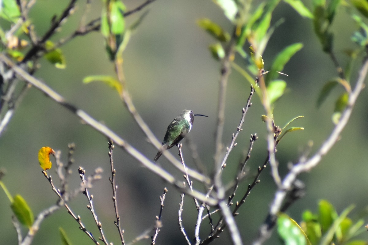 Beautiful Hummingbird - ML613982781