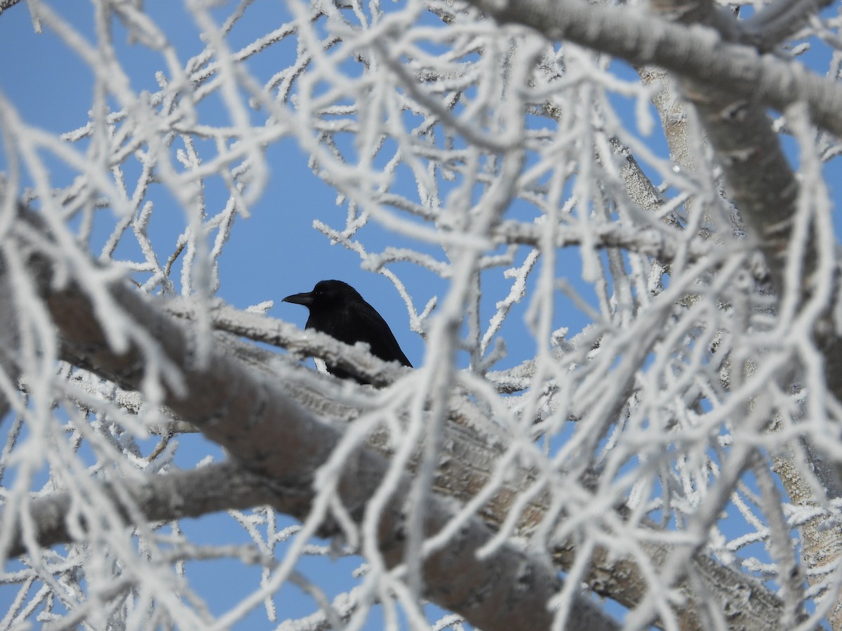 EBird Checklist 25 Jan 2024 Regina Fairways West 2 Species   1200