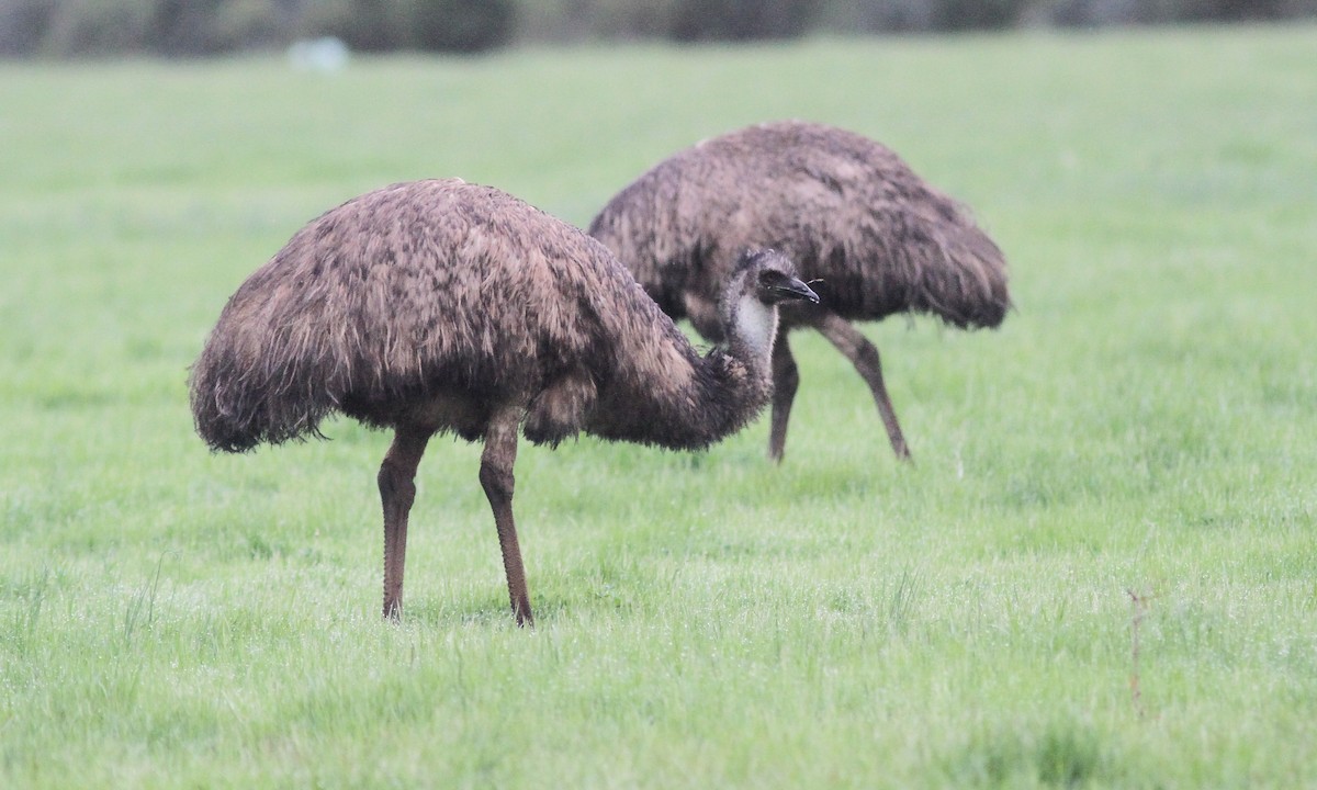emu hnědý - ML613982828