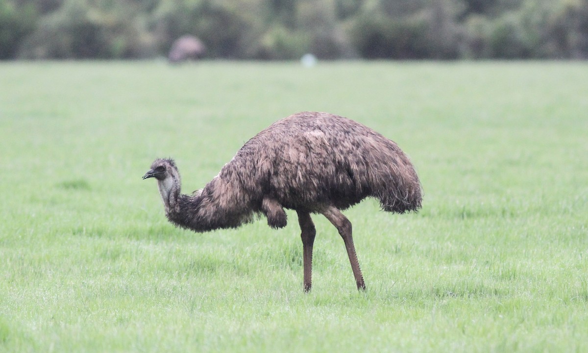 emu hnědý - ML613982829