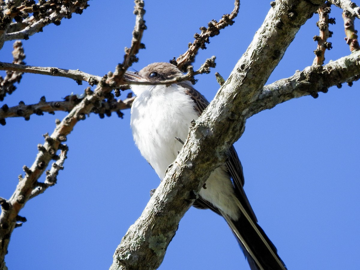 Fork-tailed Flycatcher (savana) - ML613982973