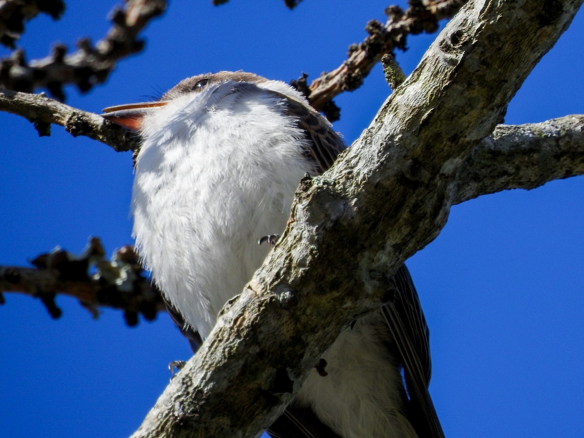 Fork-tailed Flycatcher (savana) - ML613982974