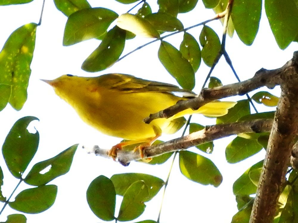 Yellow Warbler - ML613983367