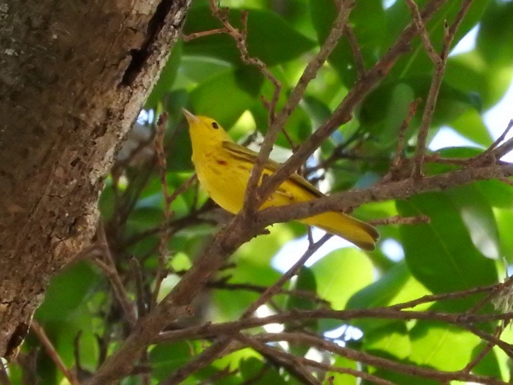 Yellow Warbler - ML613983377