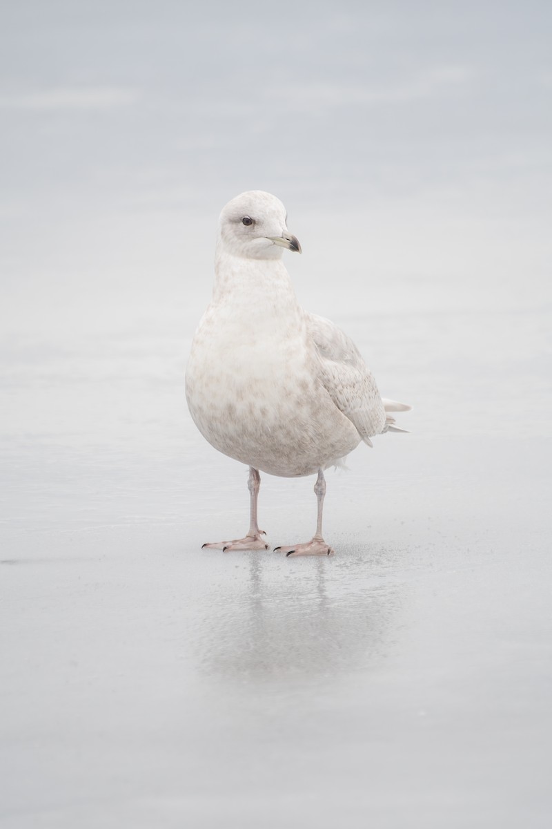 Iceland Gull (kumlieni) - Justin Lawson