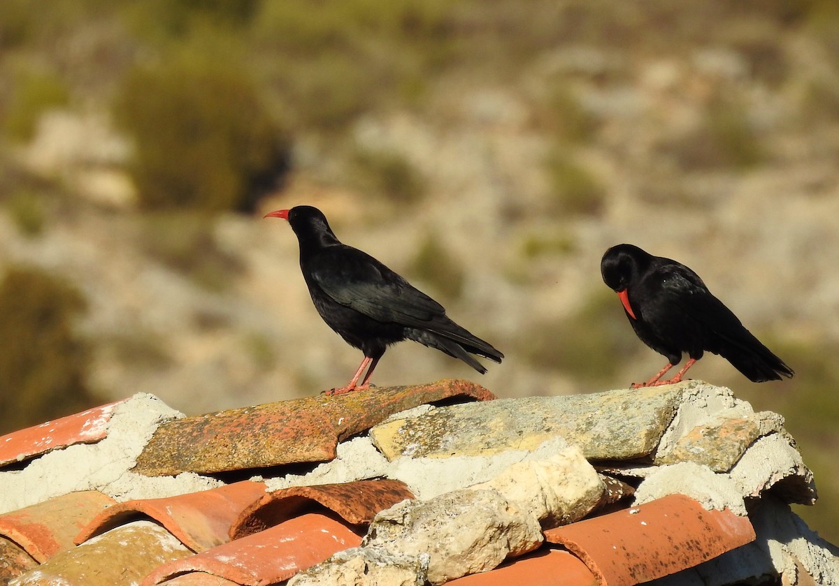 Red-billed Chough - Cesar Clemente