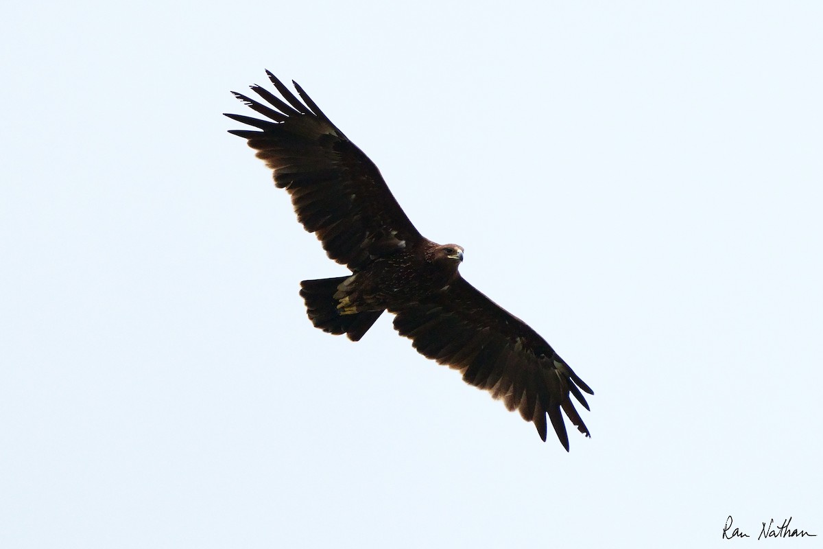 Greater Spotted Eagle - ML613984091