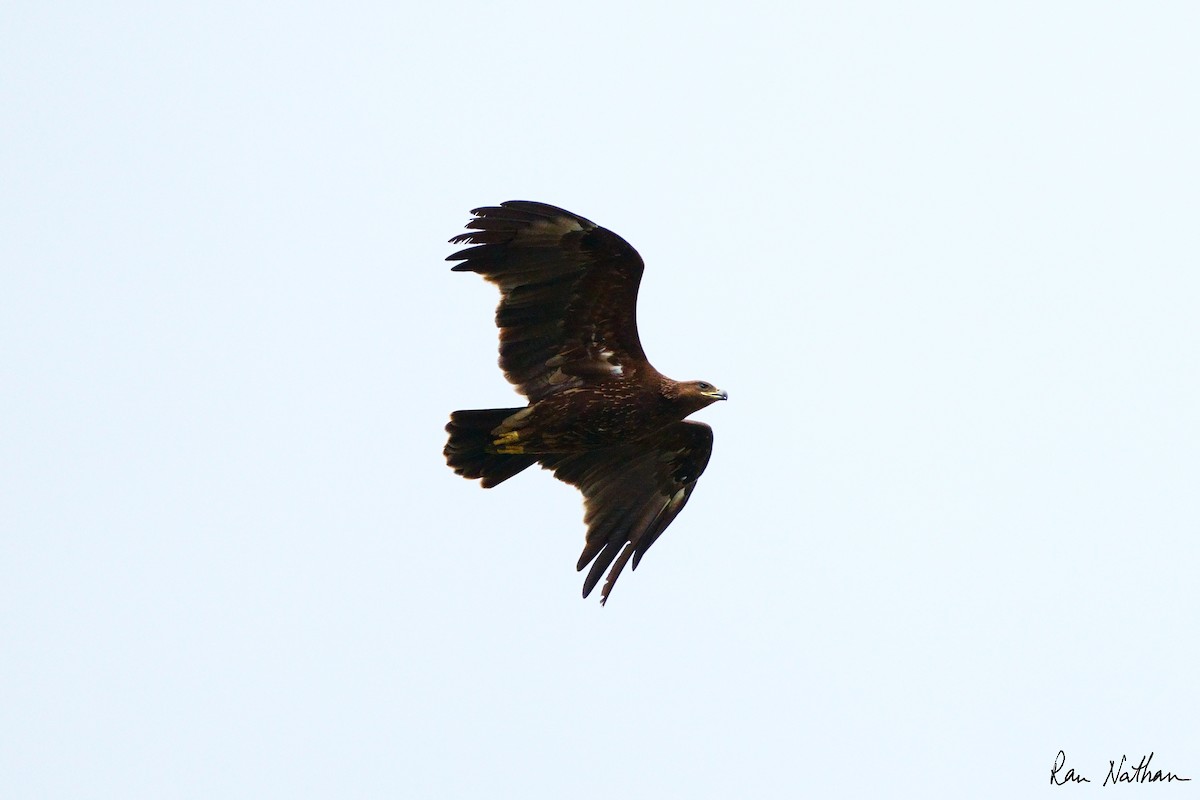 Greater Spotted Eagle - ML613984095