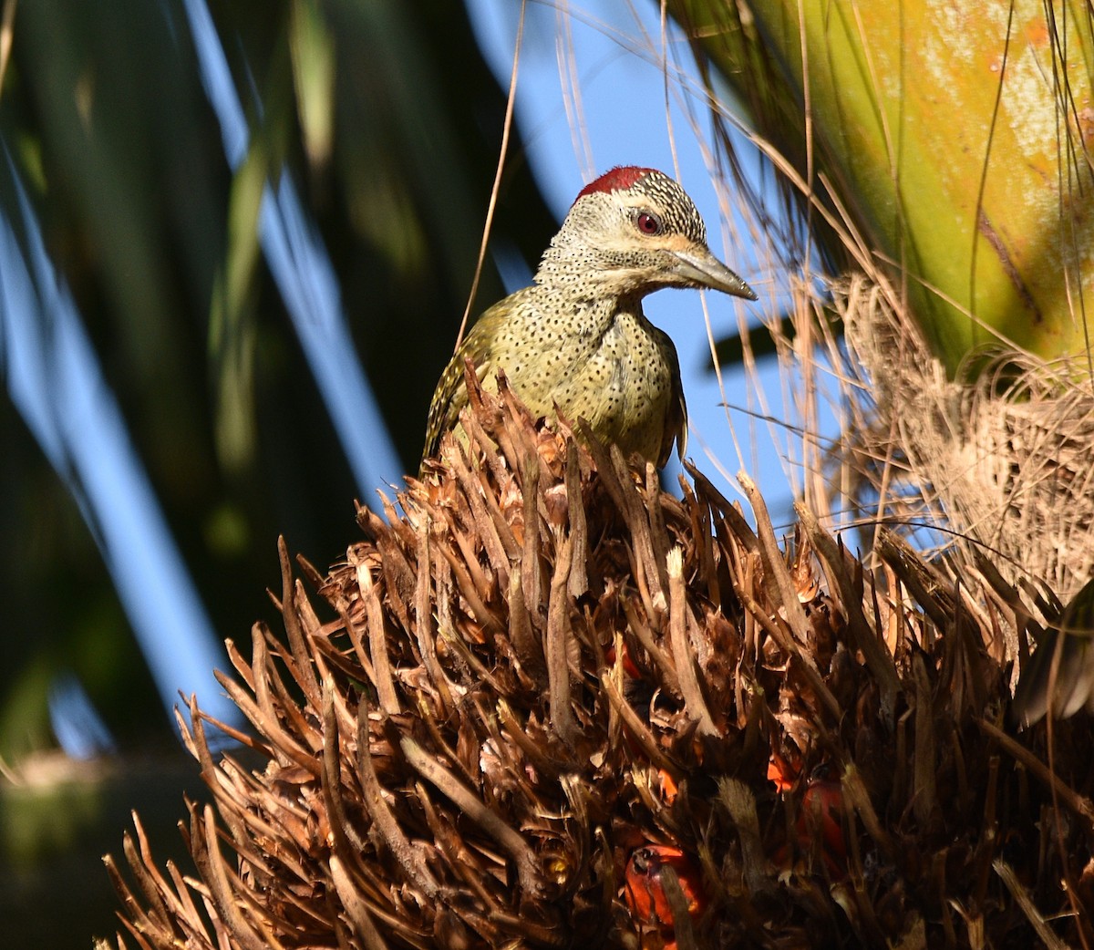 Fine-spotted Woodpecker - Joao Freitas