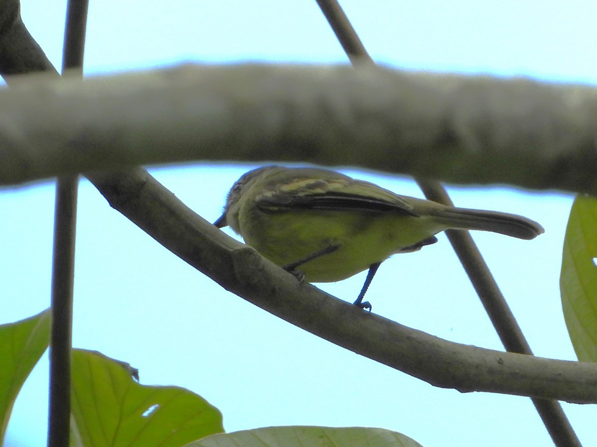 White-fronted Tyrannulet - ML613984274