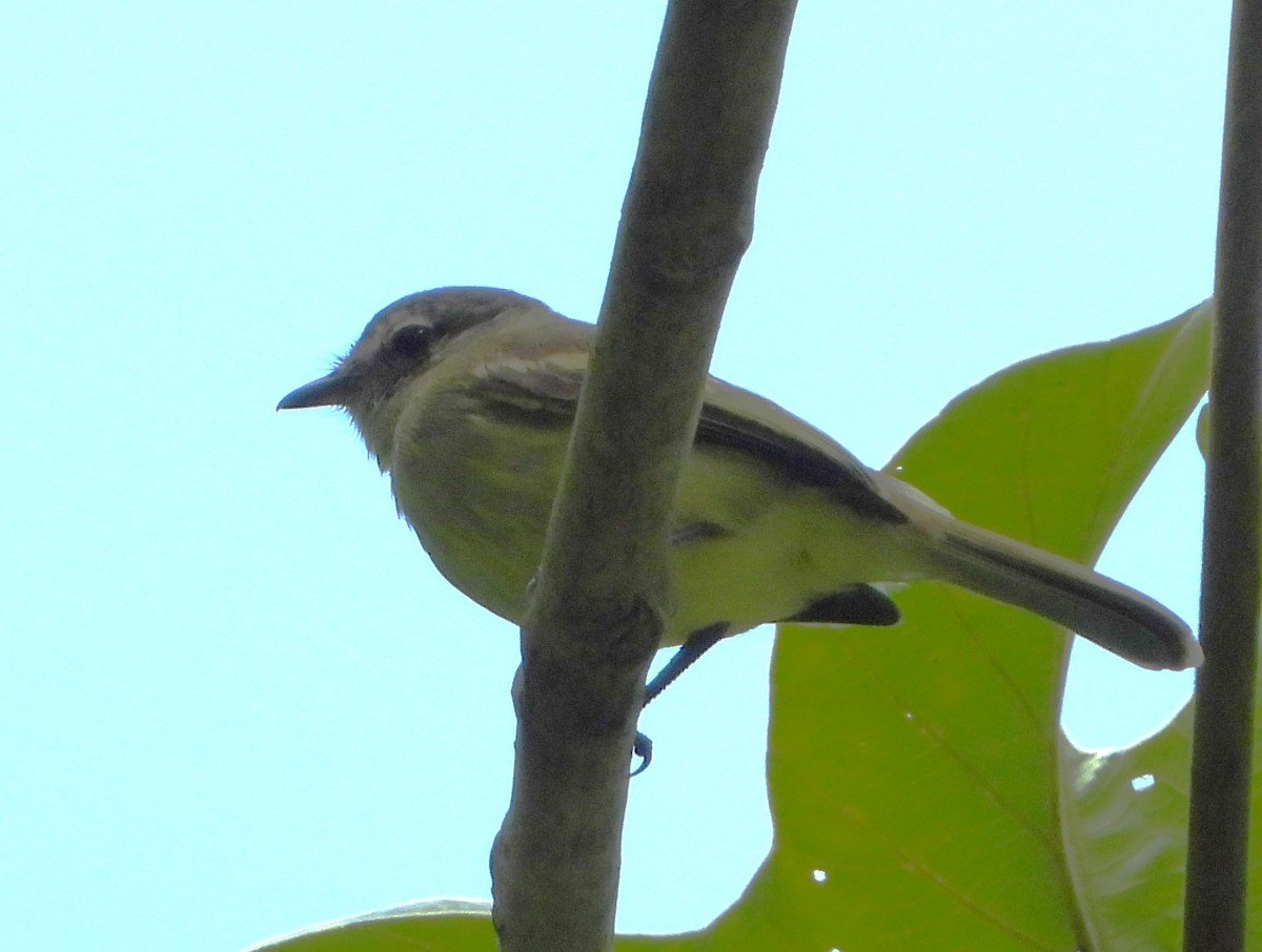 White-fronted Tyrannulet - ML613984275
