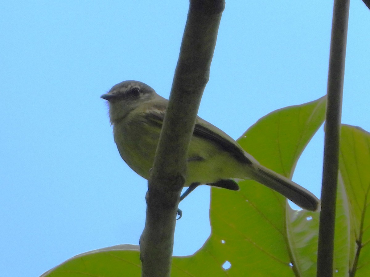 White-fronted Tyrannulet - ML613984276