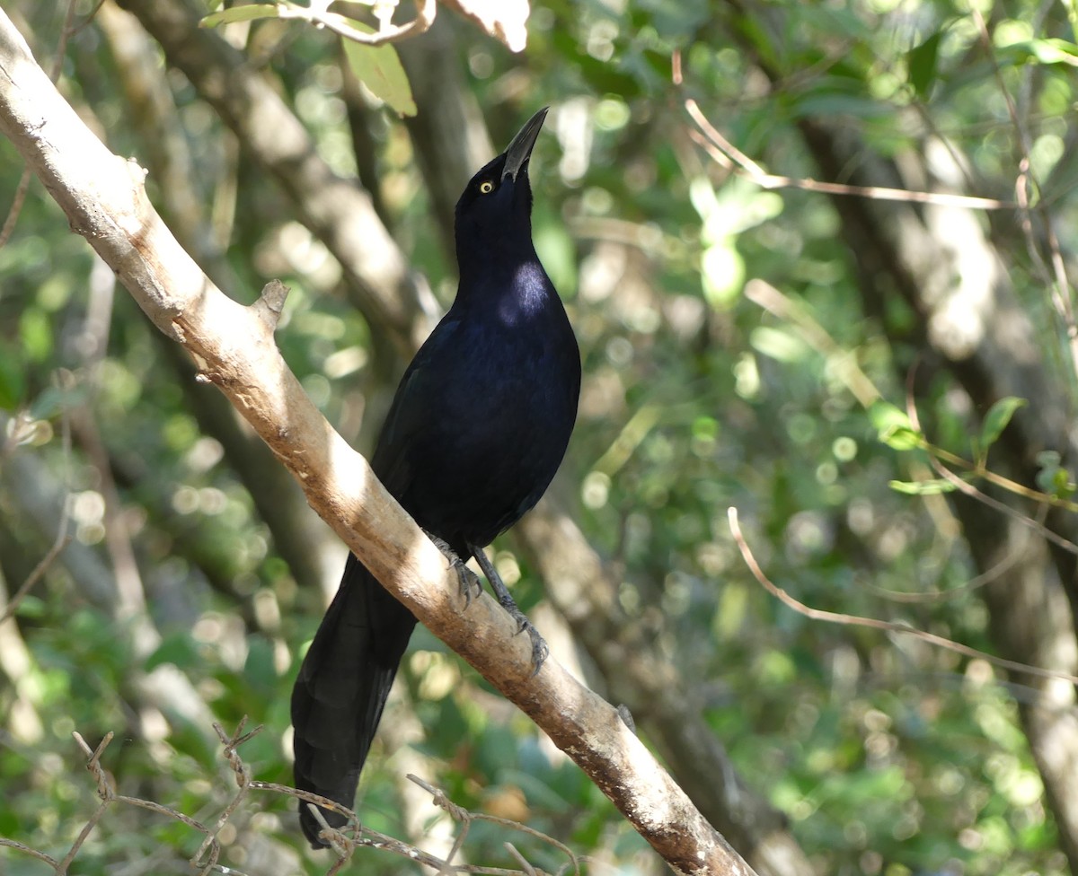 Great-tailed Grackle - ML613984332