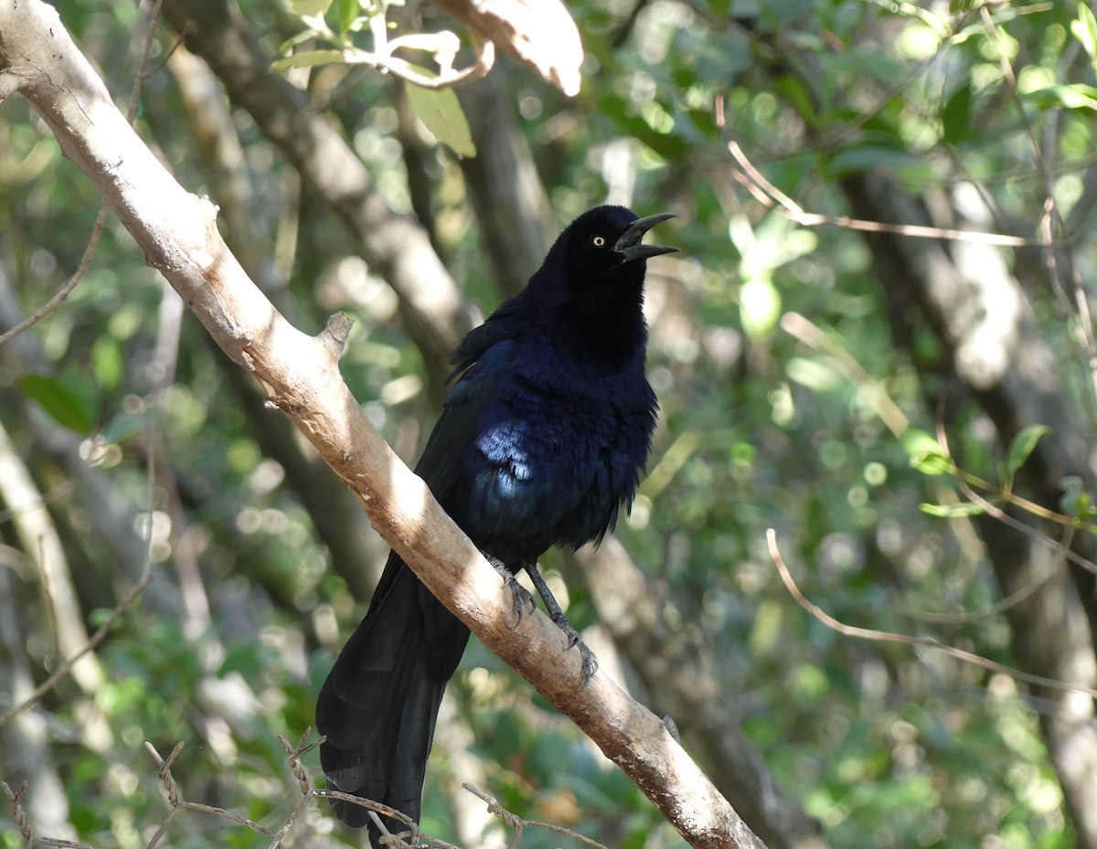 Great-tailed Grackle - ML613984333