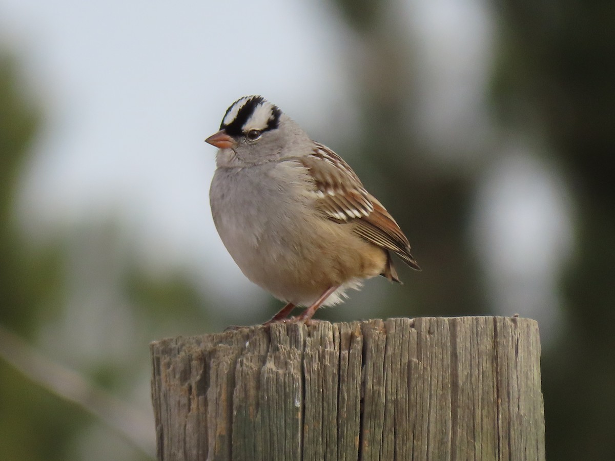 White-crowned Sparrow - ML613984481