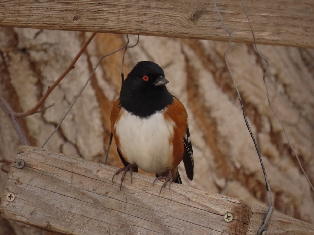 Spotted Towhee - ML613984491
