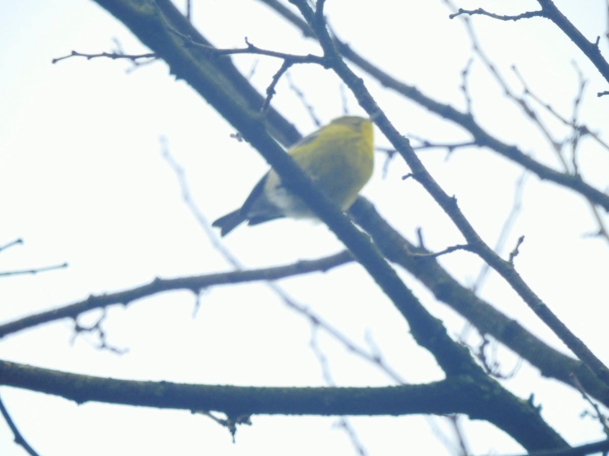 EBird Checklist 25 Jan 2024 Dueber Ave 24 Species   1200