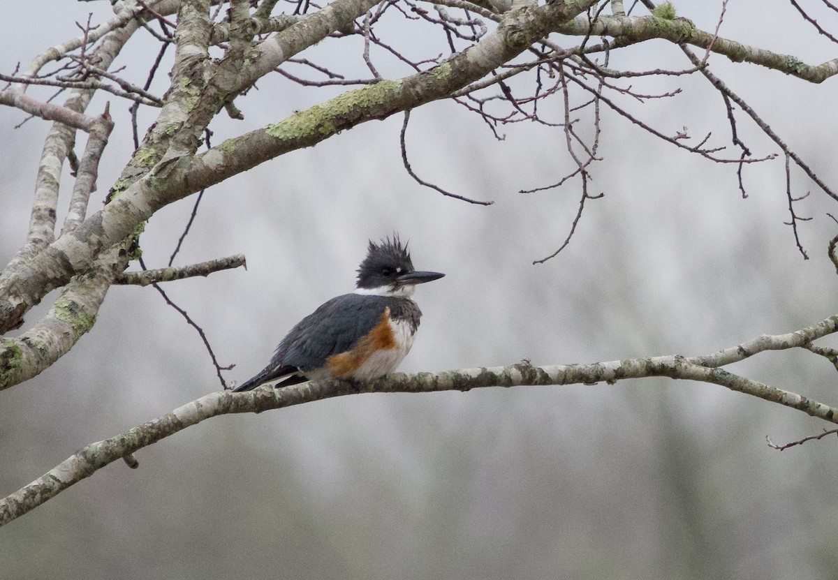 Belted Kingfisher - ML613984769