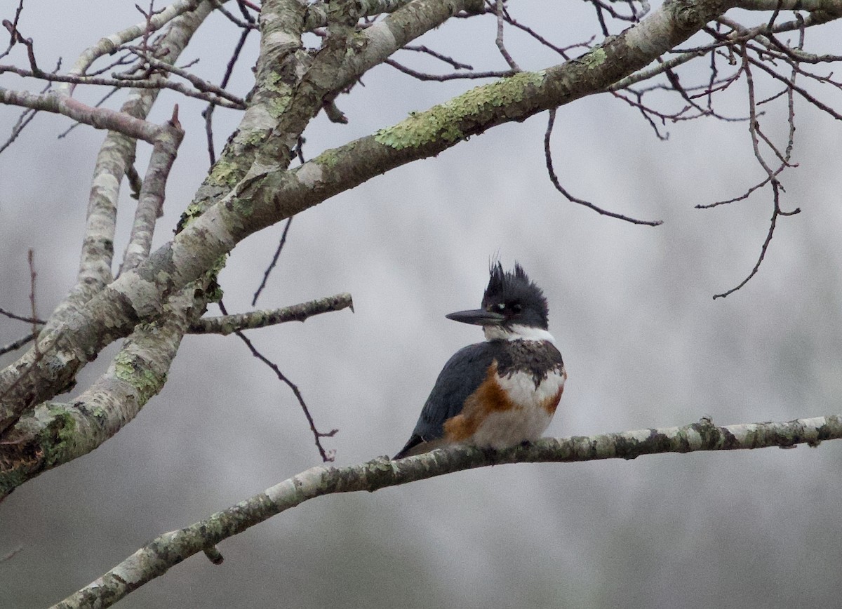 Belted Kingfisher - ML613984770