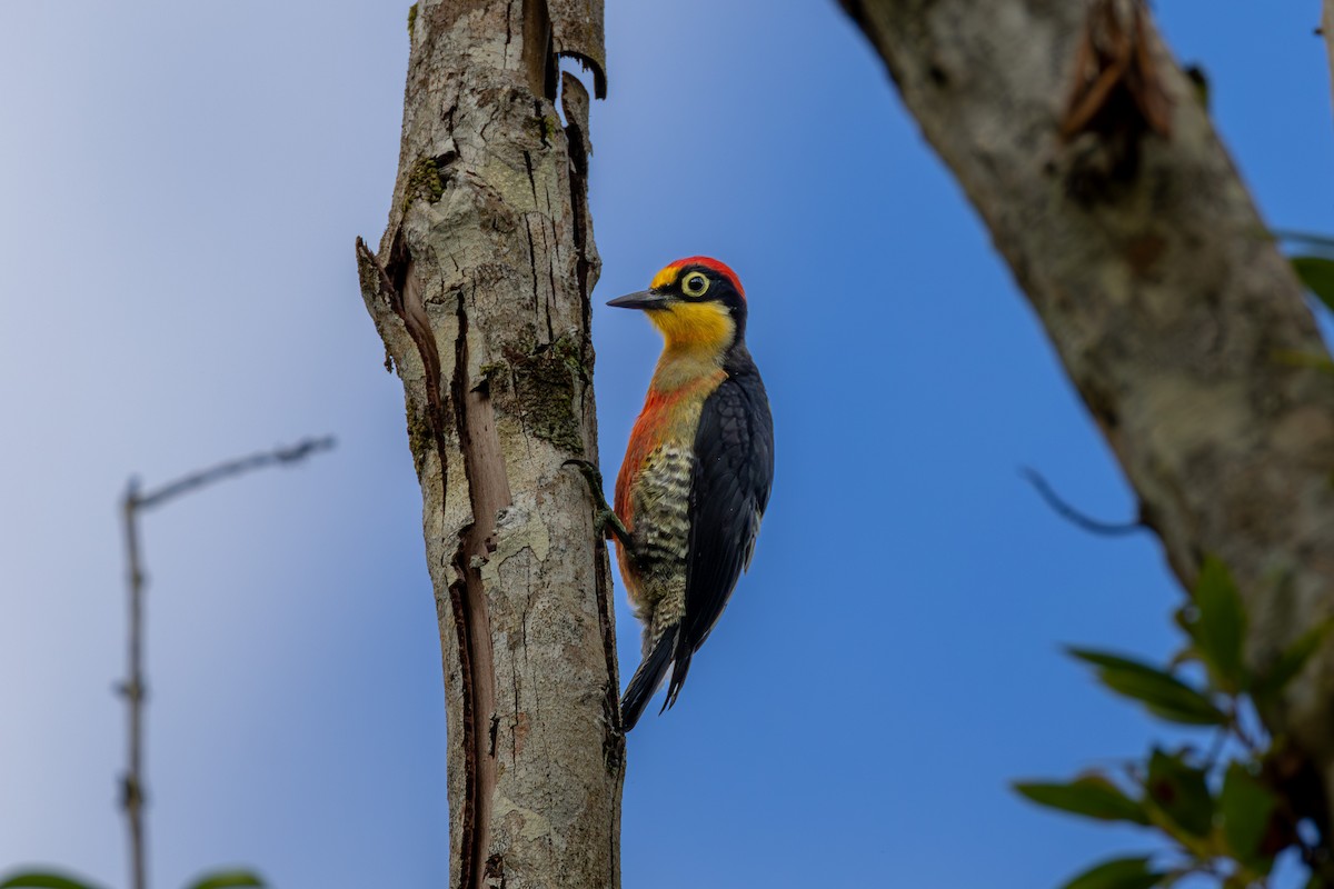Yellow-fronted Woodpecker - ML613984880