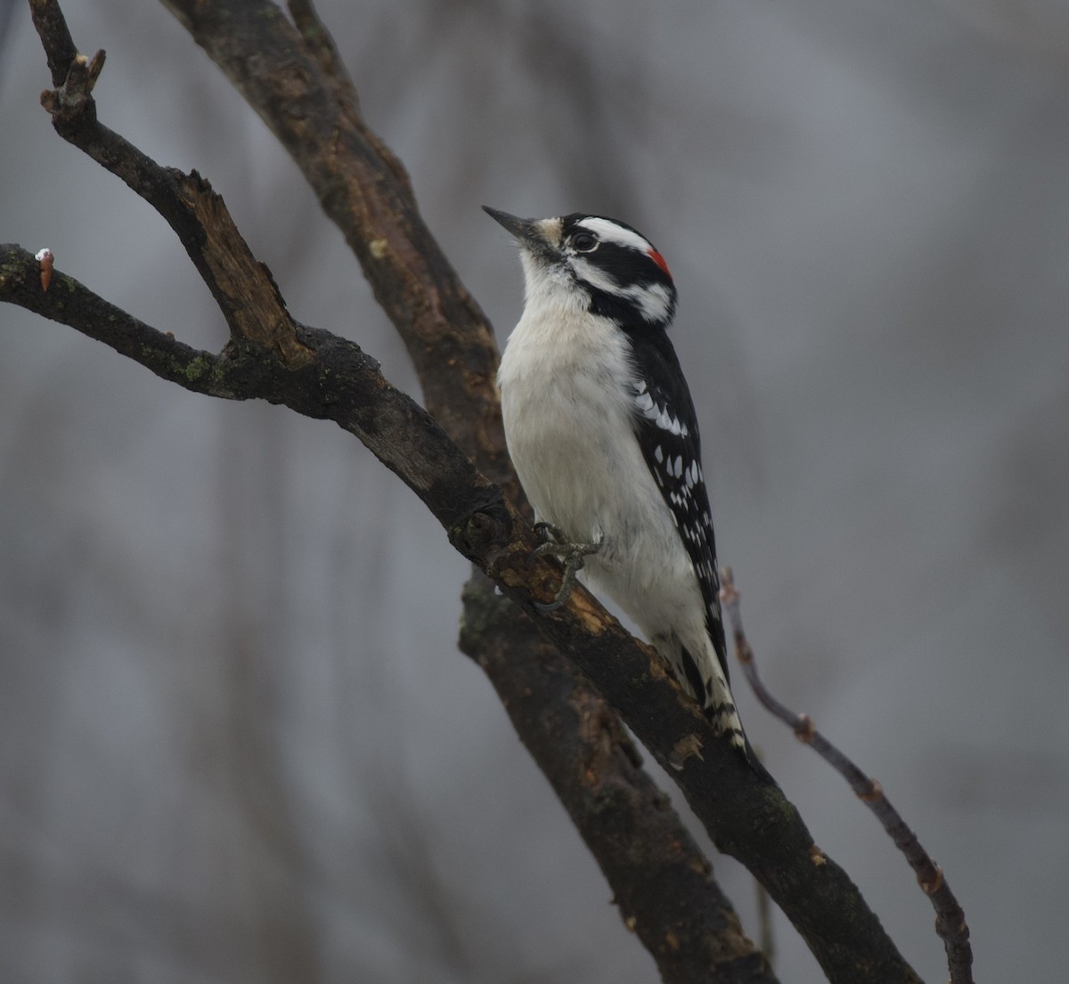 EBird Checklist 25 Jan 2024 Flushing Twp Nature Park 31 Species   1200