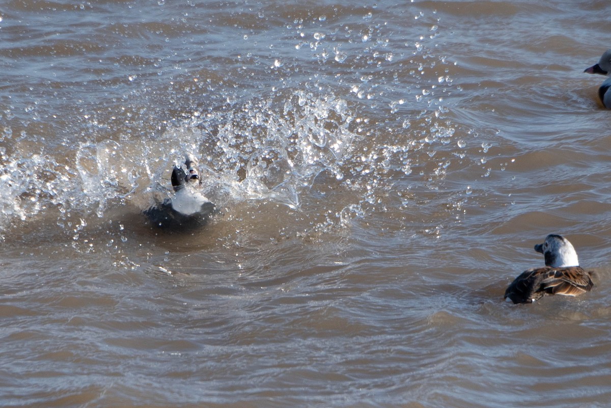 Long-tailed Duck - ML613985115