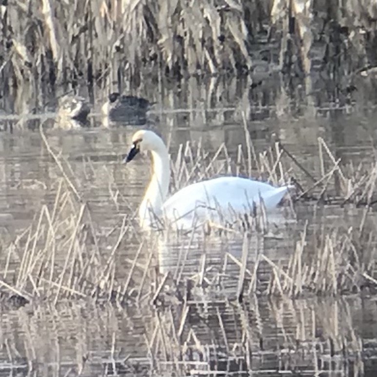 eBird Checklist 24 Jan 2024 Sauvie IslandReeder Rd. Observation