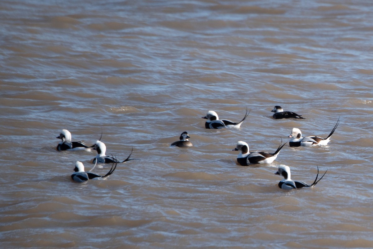 Long-tailed Duck - ML613985158