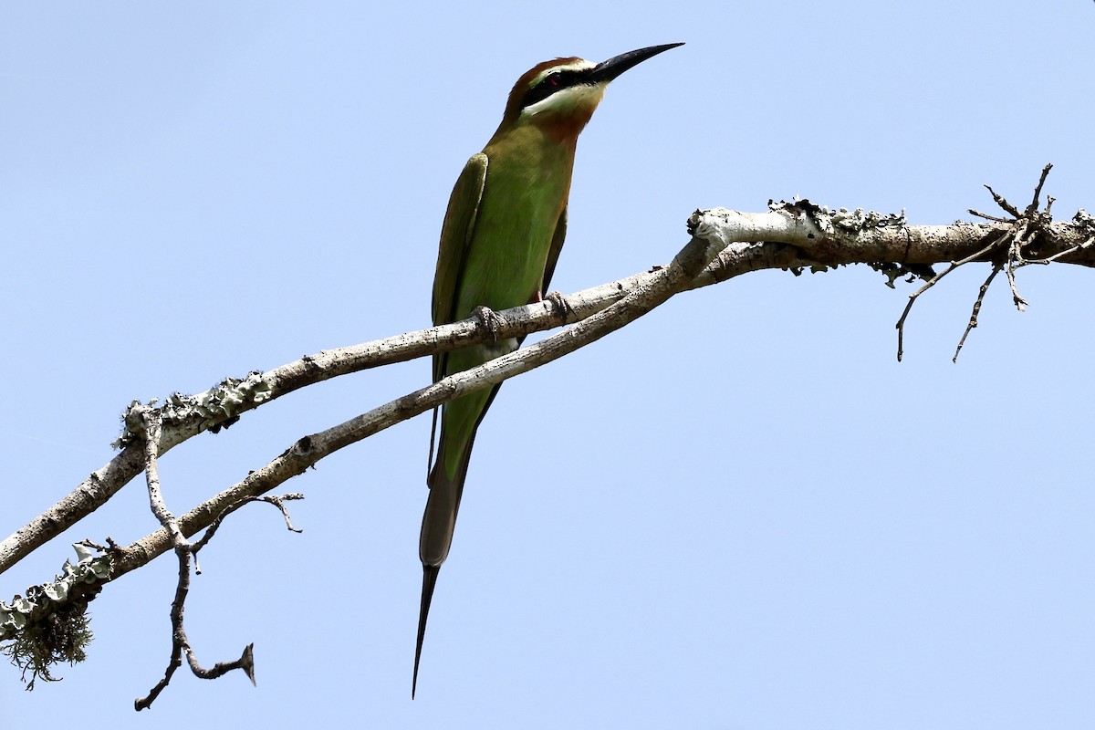 Madagascar Bee-eater - ML613985485