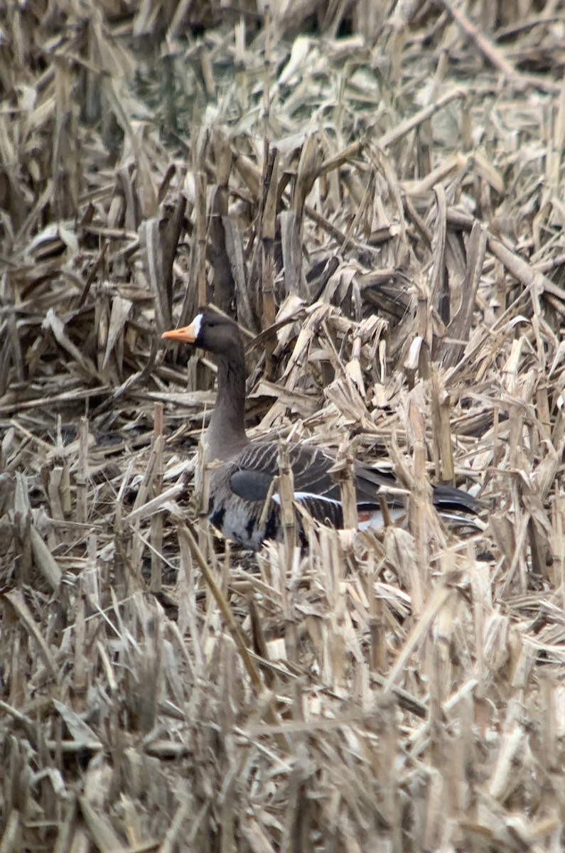 Greater White-fronted Goose (Greenland) - ML613985623