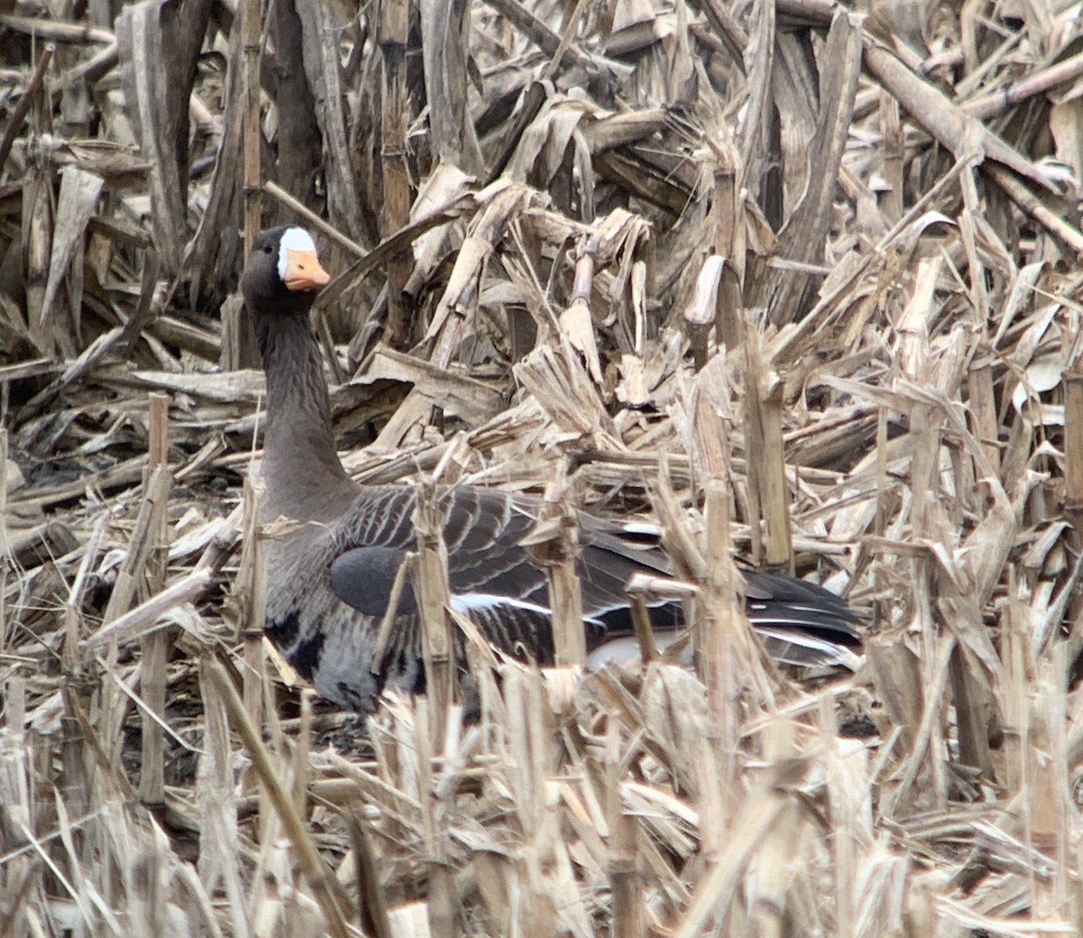 Greater White-fronted Goose (Greenland) - ML613985624