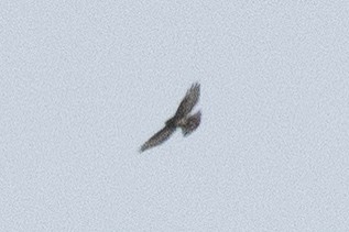 Broad-winged Hawk - ML613985733