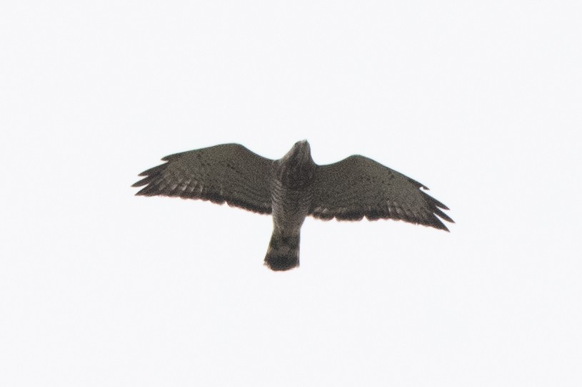 Broad-winged Hawk - ML613985735