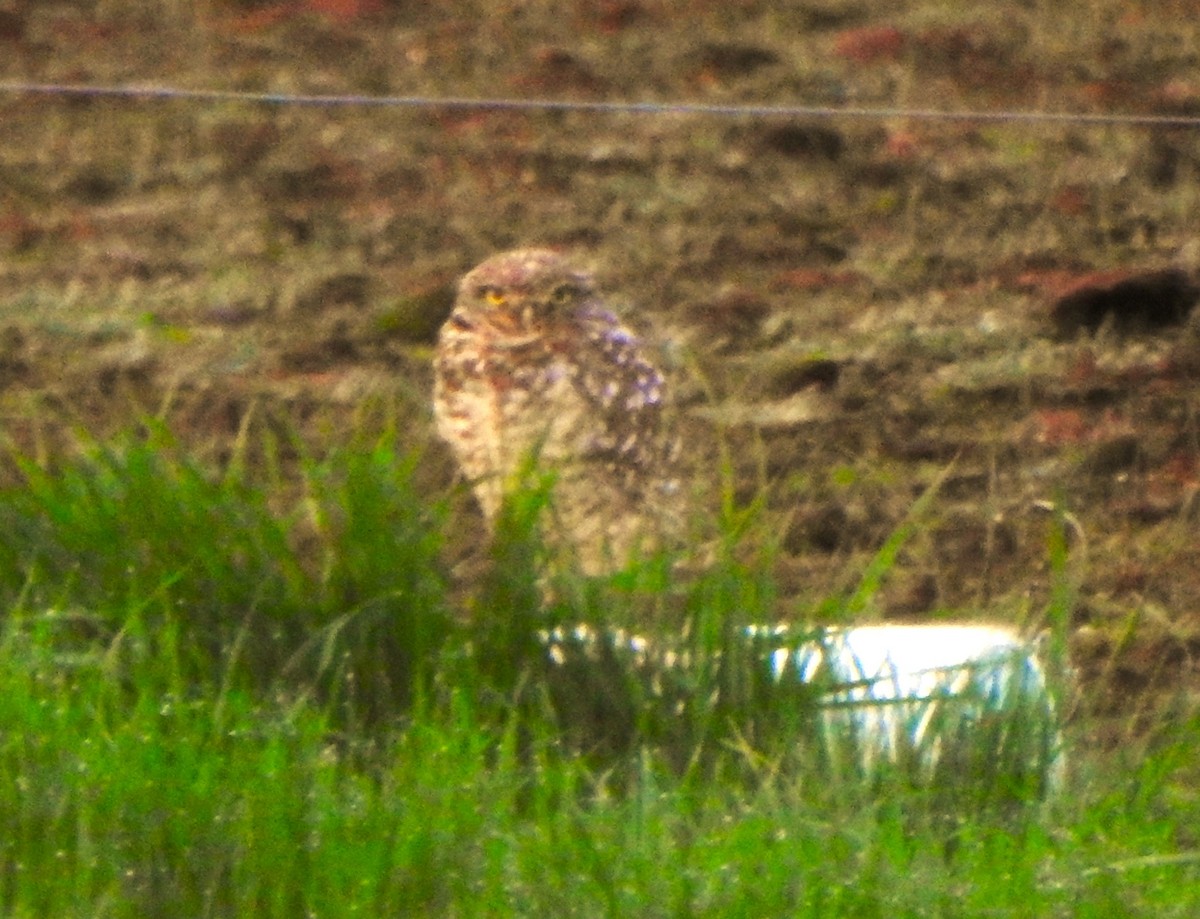 Burrowing Owl - ML613985797