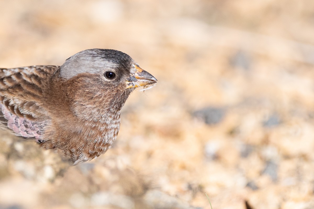 Gray-crowned Rosy-Finch (Gray-crowned) - ML613985861
