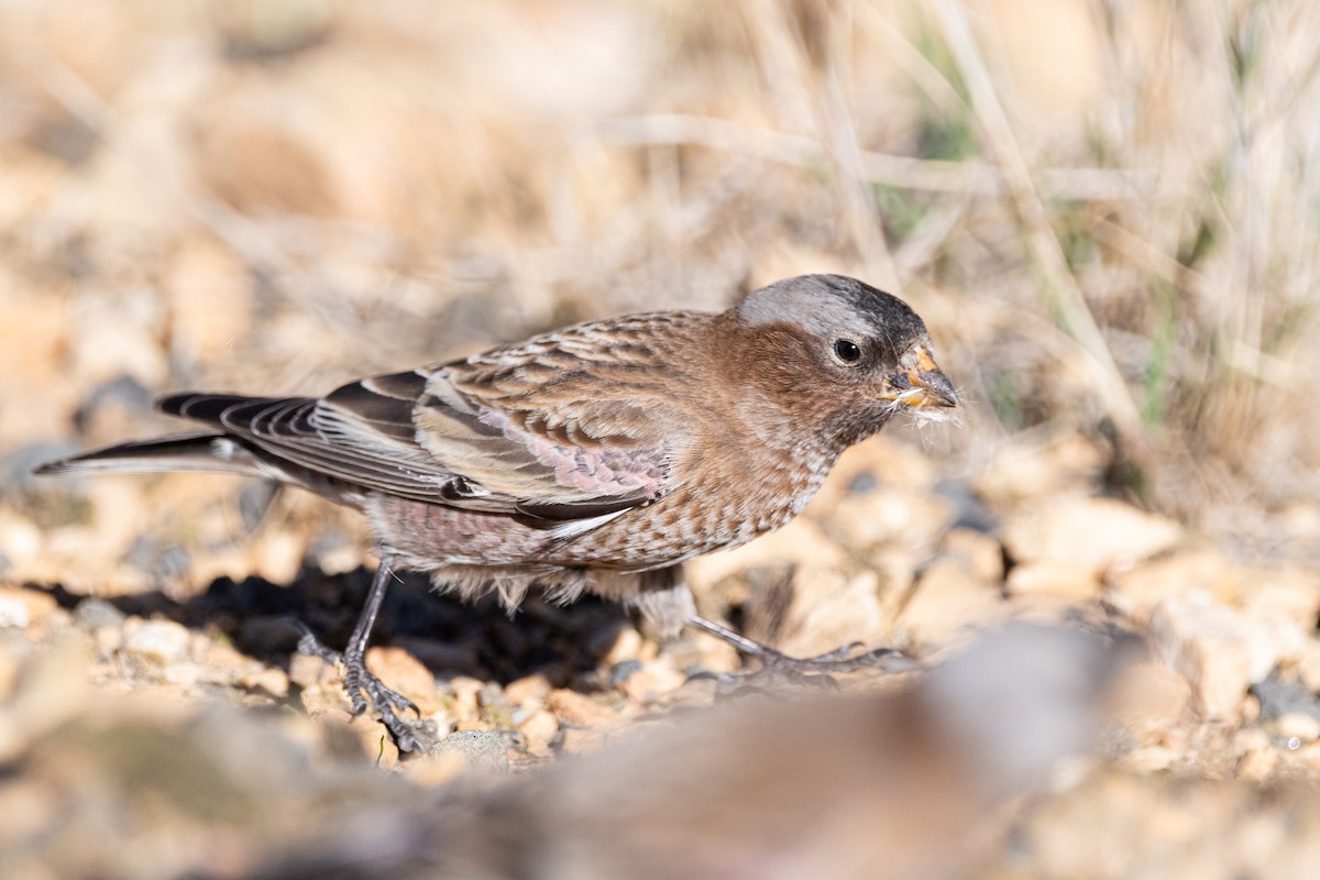 Gray-crowned Rosy-Finch (Gray-crowned) - ML613985863