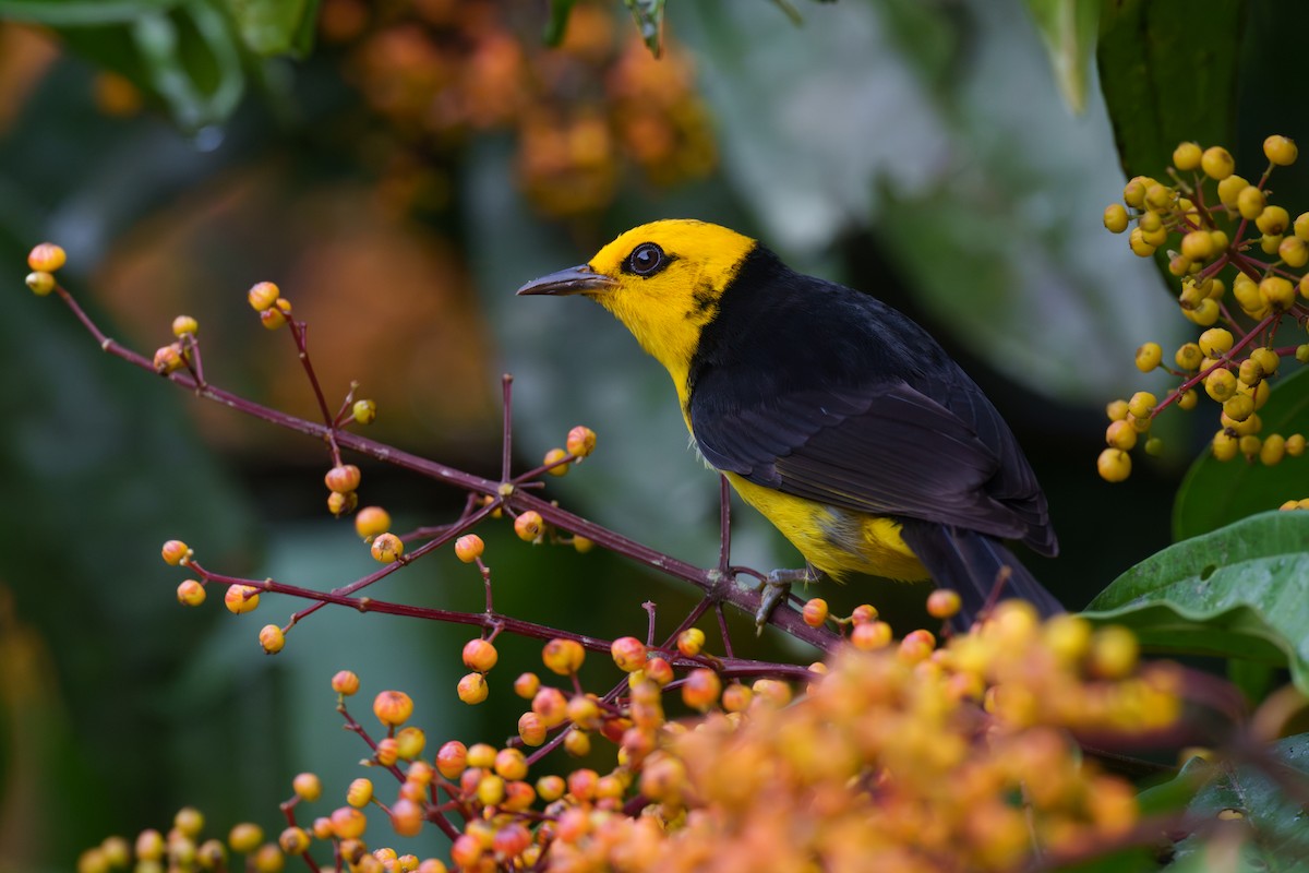Black-and-yellow Tanager - ML613985865